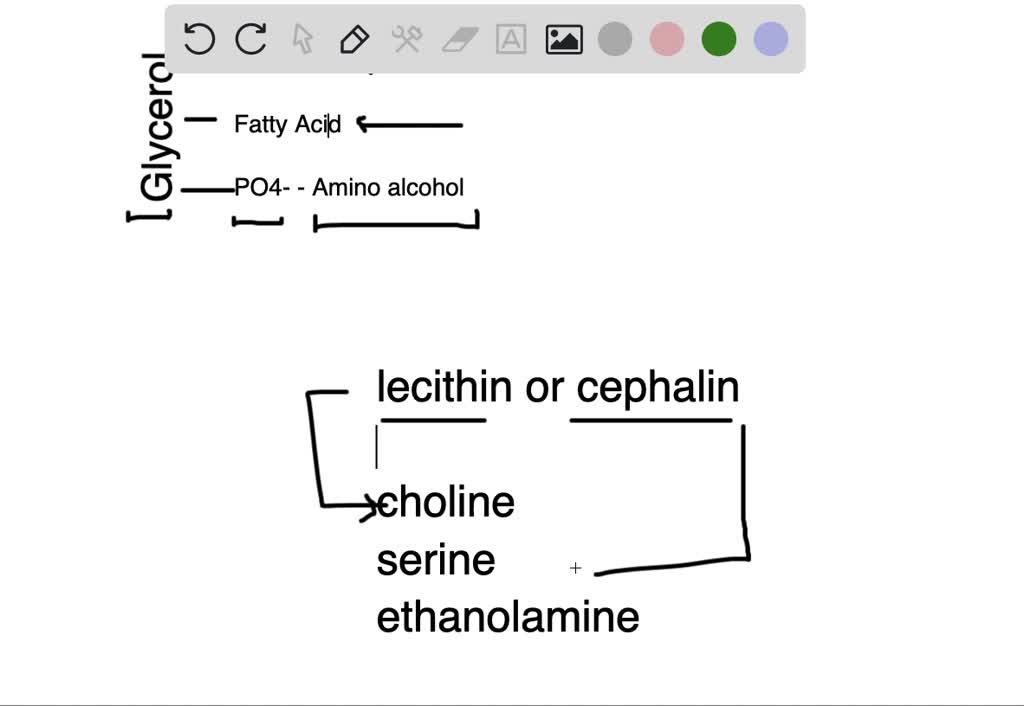 SOLVEDDescribe the structure of a phospholipid containing glycerol or