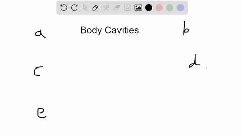 the-thoracic-cavity-is-located-________-to-the-abdominal-cavity-a-proximal-b-superior-c-inferior-d-v