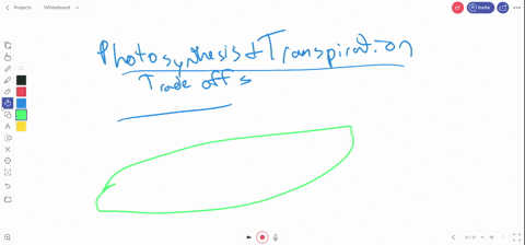 there-is-a-trade-off-between-photosynthesis-and-transpiration-in-leaves-because-a-numerous-stomata-3