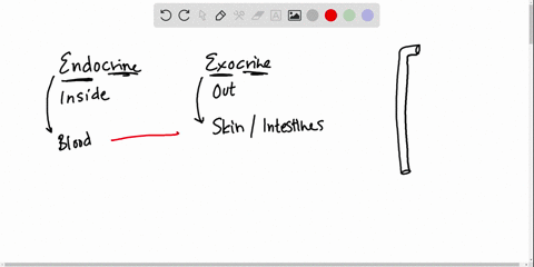 the-____________-has-endocrine-and-exocrine-functions-a-liver-c-pineal-gland-b-pancreas-d-parathyroi