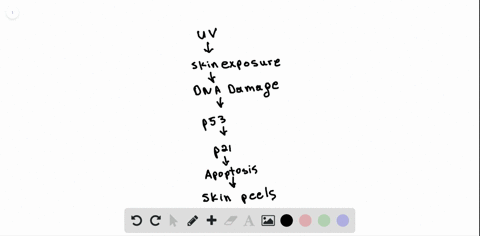 which-of-the-following-will-not-occur-in-response-to-uv-exposure-if-a-p53-mutation-inactivates-the-p