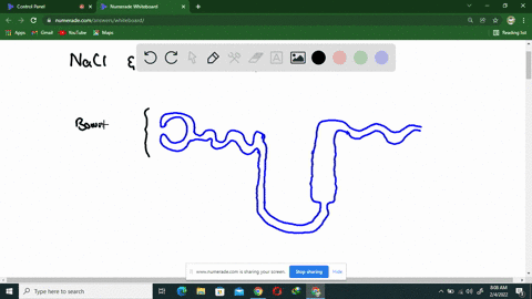 in-what-portion-of-the-nephron-is-most-of-the-mathrmnacl-and-water-reabsorbed-from-the-filtrate