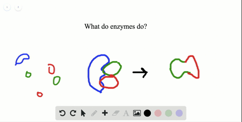 what-happens-if-an-enzyme-is-not-functioning-in-a-chemical-reaction-in-a-living-organism-that-needs-