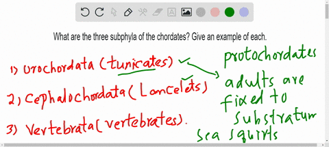 what-are-the-three-subphyla-of-the-chordates-give-an-example-of-each