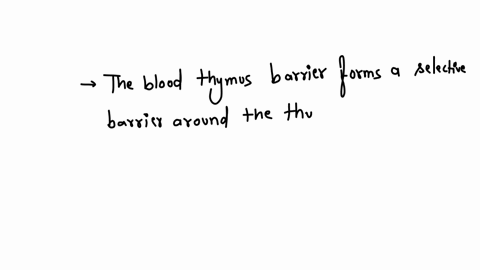 what-is-the-function-of-the-blood-thymus-barrier-a-it-protects-maturing-t-lymphocytes-from-antigens