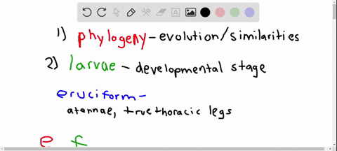 how-do-the-larvae-of-organisms-help-scientists-classify-and-determine-the-phylogeny-of-animals