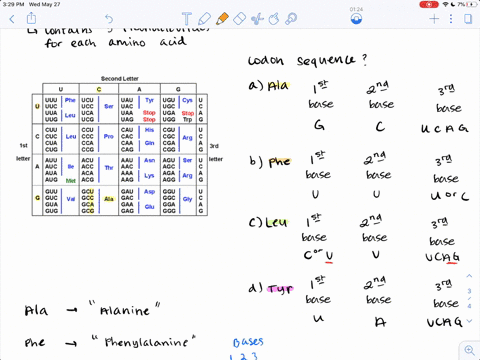 list-codon-sequences-for-the-following-amino-acids-a-ala-b-phe-c-leu-d-tyr