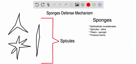 why-arent-sponges-eaten-more-often-by-predators-a-they-are-protected-by-silica-spicules-b-they-are-p