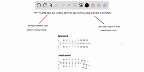 truefalse-fatty-acids-having-no-double-bonds-are-called-unsaturated