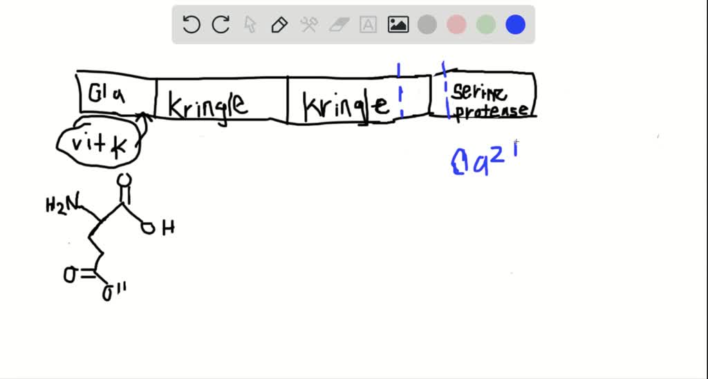 SOLVEDA vitamin Kdependent carboxylase enzyme catalyzes the γ