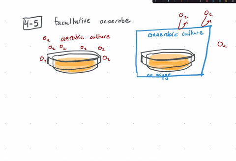 e-coli-a-facultative-anaerobe-is-grown-for-24-hours-on-the-same-type-of-solid-medium-but-under-two-2