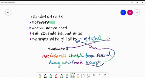list-the-four-distinguishing-chordate-traits-which-of-these-traits-are-retained-by-an-adult-tunica-2