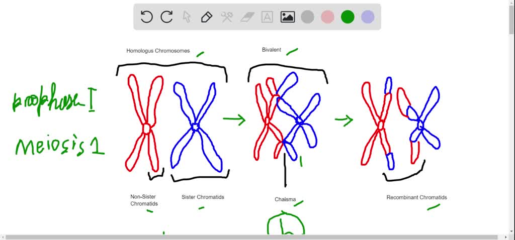 SOLVED:Synapsis occurs during a. mitosis. b. meiosis I. c. meiosis II ... Biology Diagrams