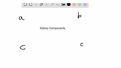identify-the-kidney-component-in-the-key-that-matches-the-description-a-glomerular-capsule-b-proxi-3