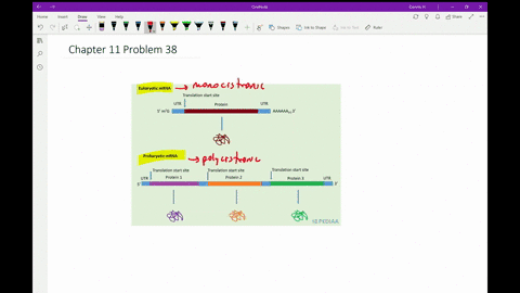 fill-in-the-blank-a-__________-mrna-is-one-that-codes-for-multiple-polypeptides