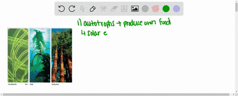 all-of-the-following-are-examples-of-organisms-that-can-photosynthesize-except-a-cyanobacteria-b-pin