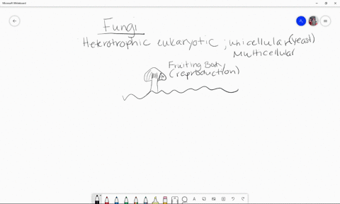 which-statement-about-fungi-is-not-true-a-a-multicellular-fungus-has-a-body-called-a-mycelium-b-hy-2