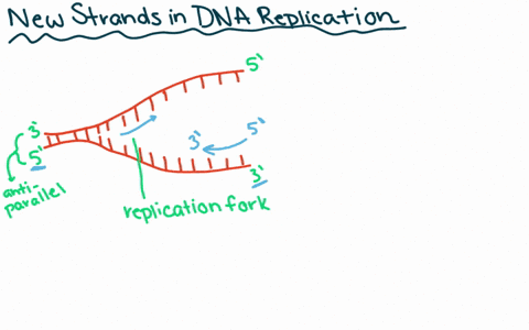 dna replication animation gif