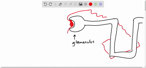 what-are-the-names-of-the-capillaries-following-the-efferent-arteriole-a-arcuate-and-medullary-b-int