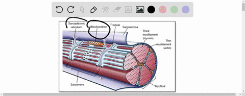 the-___________-is-the-basic-unit-of-muscle-contraction-a-myofibril-c-muscle-fiber-b-sarcomere-d-myo