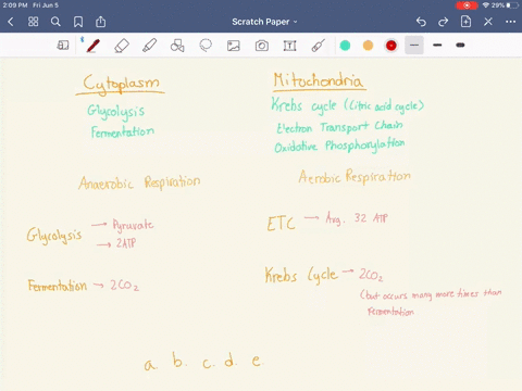 compared-with-glycolysis-coupled-with-fermentation-the-aerobic-pathways-of-glucose-metabolism-produc