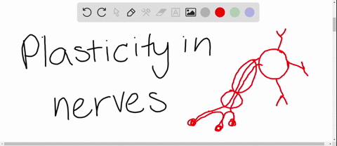 plasticity-the-brains-ability-to-reorganize-itself-after-damage-is-especially-evident-in-the-brains-