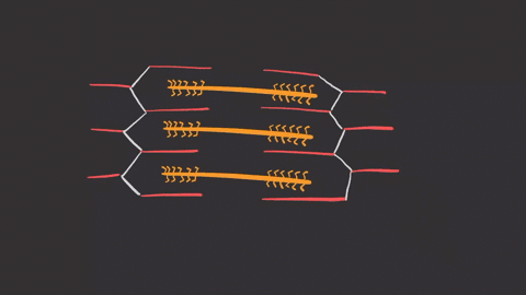 the-thick-filaments-of-a-muscle-fiber-are-made-up-of-a-actin-b-troponin-c-fascia-d-myosin