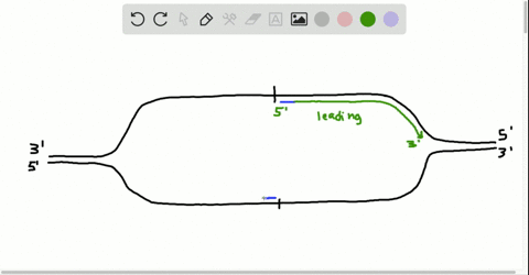 the-following-diagram-represents-a-dna-molecule-that-is-undergoing-replication-draw-in-the-strands-2