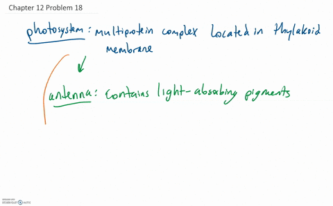 the-photosystems-responsible-for-absorption-of-light-energy-are-each-composed-of-two-linked-compon-2