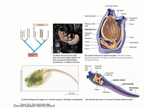 which-of-the-following-isare-found-in-tunicates-a-dorsal-tubular-nerve-cord-b-tube-feet-c-anal-gil-3