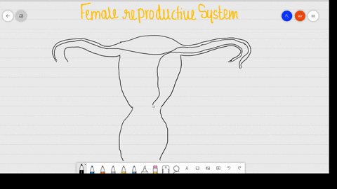 draw-a-labelled-diagram-of-female-reproductive-system