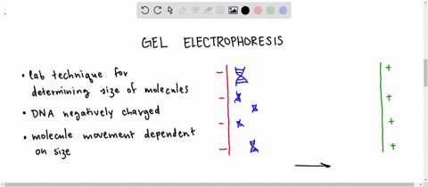 lets-suppose-you-followed-the-protocols-described-in-figures-202-and-203-which-experiments-would-you