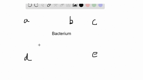 a-bacterium-contains-all-of-the-following-except-a-ribosomes-b-dna-c-mitochondria-d-cytoplasm-e-a-pl