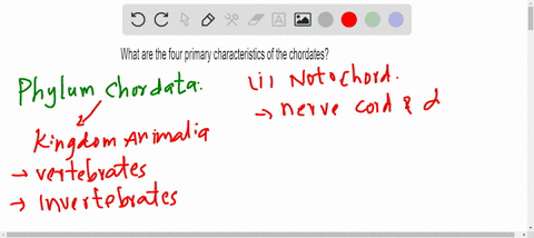 what-are-the-four-primary-characteristics-of-the-chordates