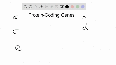 when-two-protein-coding-genes-have-very-similar-nucleotide-sequences-and-are-located-right-next-to-e