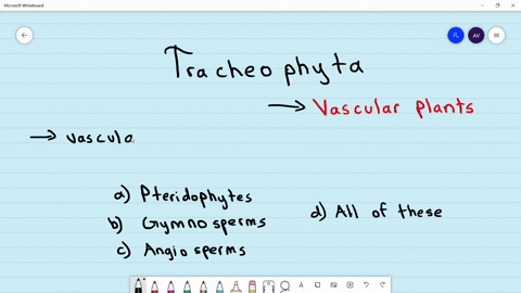 which-out-of-the-following-are-included-under-tracheophyta-itheta-vascular-plants-a-pteridophytes-b-