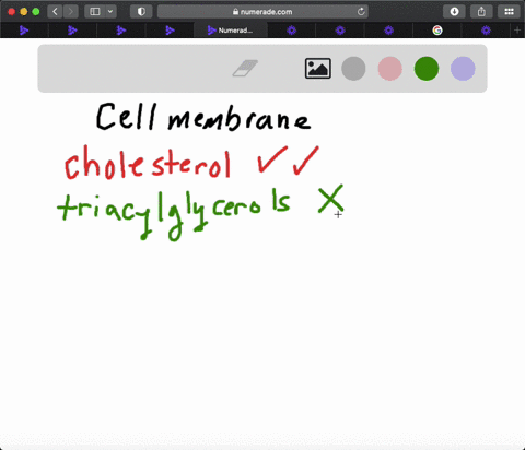 which-of-the-following-are-found-in-cell-membranes-177-a-proteins-b-waxes-c-phospholipids