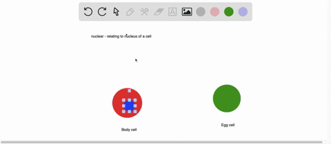 describe-the-process-of-nuclear-transfer-used-in-cloning