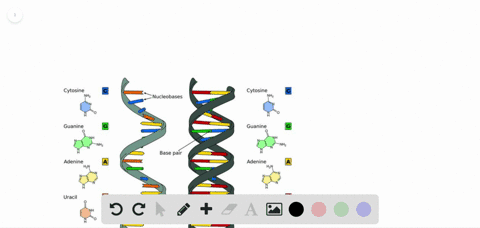 for-questions-1115-match-the-evolutionary-evidence-in-the-key-to-the-description-choose-more-than--3