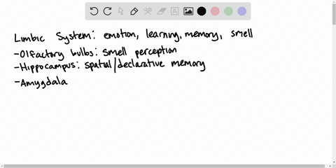 the-_______-is-a-portion-of-the-limbic-system-that-is-important-for-memory-formation-a-amygdala-b-hi