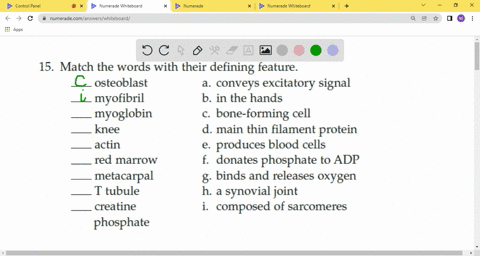 match-the-words-with-their-defining-feature-_________-osteoblast-_________-myofibril-_________-myogl