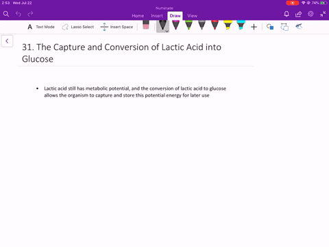 why-is-the-conversion-of-lactic-acid-from-the-blood-into-glucose-in-the-liver-in-an-organisms-best-i