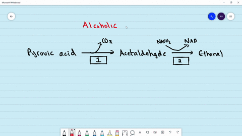 identify-the-enzymes-1-and-2-in-the-given-reaction-and-select-2-a-ethanol-dehydrogenase-pyruate-deca
