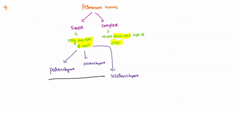 which-one-the-following-is-a-dead-tissue-a-parenchyma-b-collenchyma-c-sieve-tube-cells-d-xylem-trach