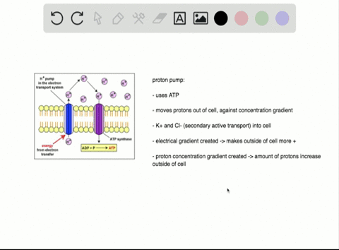 which-statement-about-proton-pumping-across-the-plasma-membrane-of-plants-is-not-true-a-it-require-3