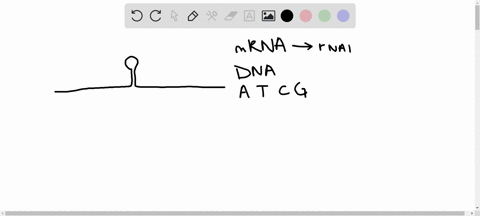 write-a-sequence-of-nucleotides-on-a-strand-of-dna-that-will-form-a-hairpin-structure