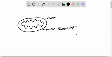 which-statement-about-mitochondria-is-not-true-a-their-inner-membrane-folds-to-form-cristae-b-they-a