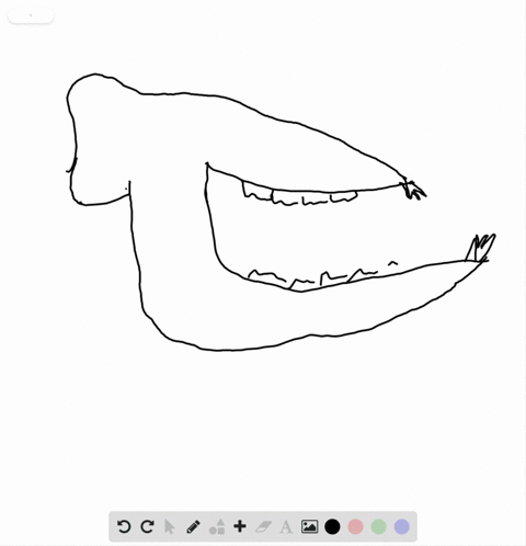 in-which-trophic-category-does-this-mammal-belong-a-herbivore-b-insectivore-c-carnivore-d-detritivor