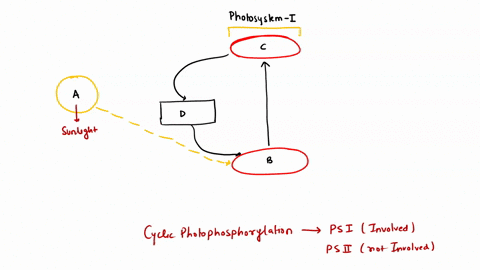 identify-mathrma-to-mathrmd-in-the-given-figure-a-a-e-acceptor-b-light-c-chlorophyll-p700-d-electron