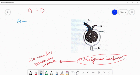 the-given-figure-represents-the-malpighian-body-identify-the-labelled-parts-a-to-d-and-select-the-co
